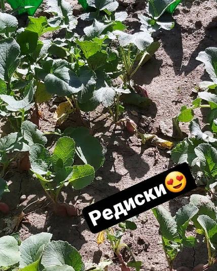 Біздің балабақшаның бақшасынан көрініс???